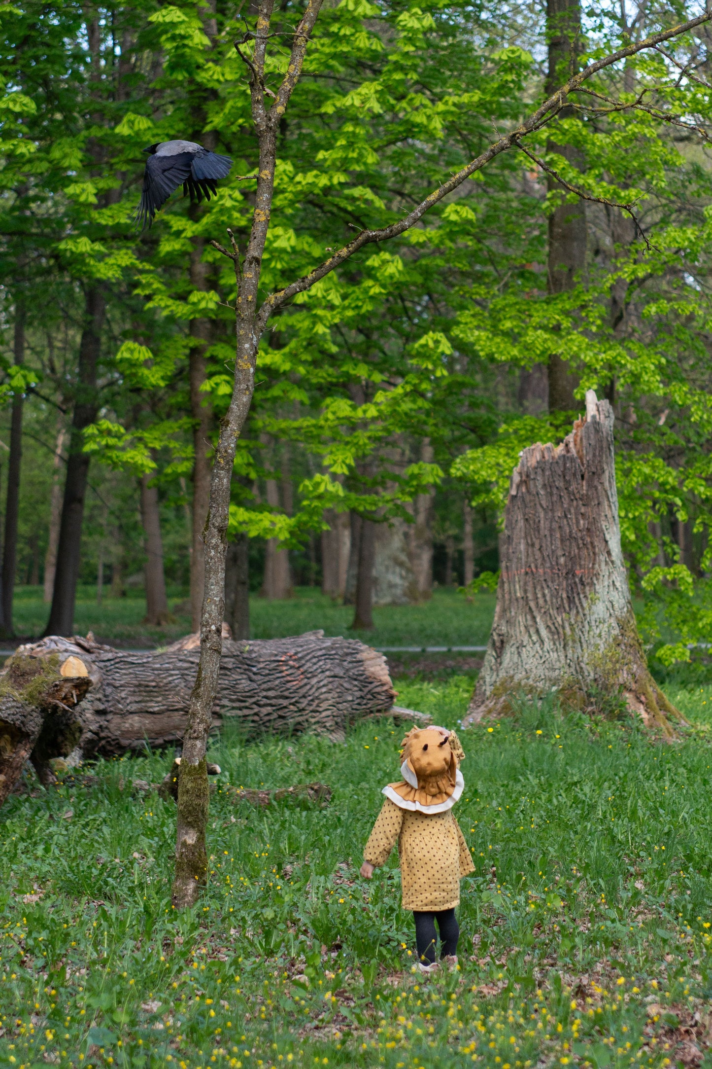 【オーダー会】'GIRAFFE' LINEN HAT [SHOMKA] 【2026年4月中旬以降順次発送】